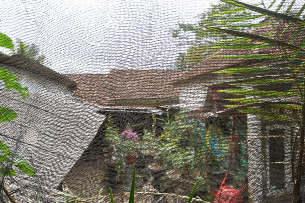 花园和院子里植物的库存照片图片下载