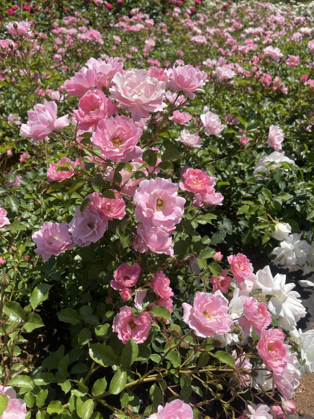 玫瑰和五颜六色的花。图片下载