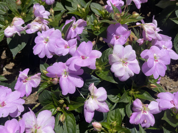 玫瑰和五颜六色的花。图片下载