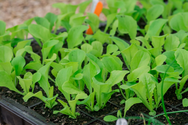 苗圃温室里的盆栽幼苗图片下载