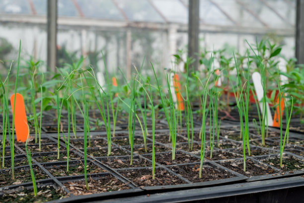 苗圃温室里的盆栽幼苗图片下载