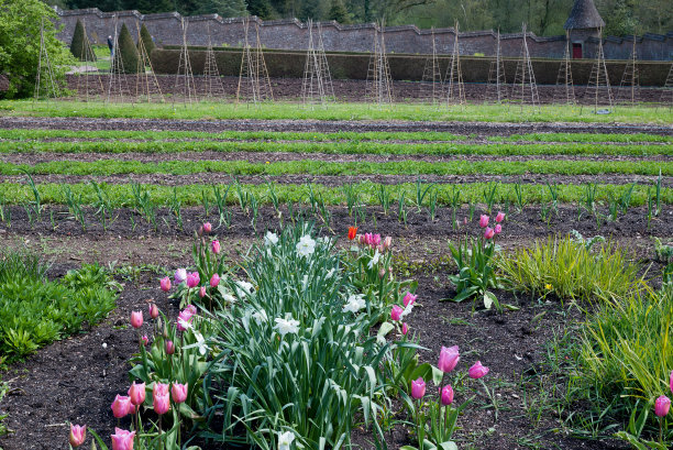 苗圃温室里的盆栽幼苗图片下载
