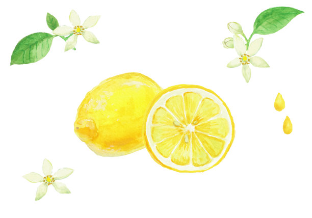 用水彩绘制的现实柠檬插图图片下载