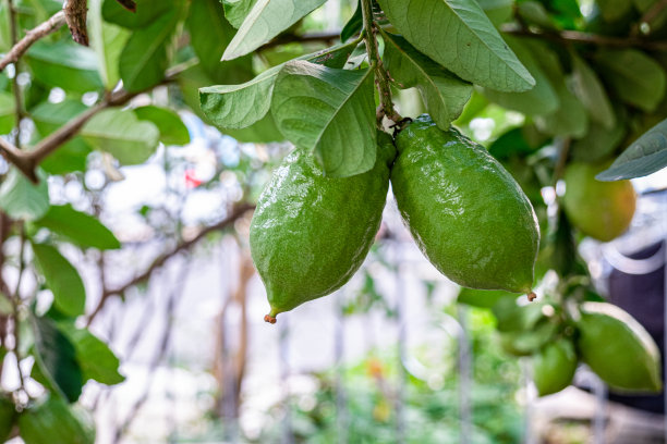 柠檬树上有柠檬。图片下载