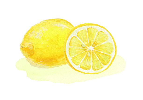 用水彩绘制的现实柠檬插图图片下载