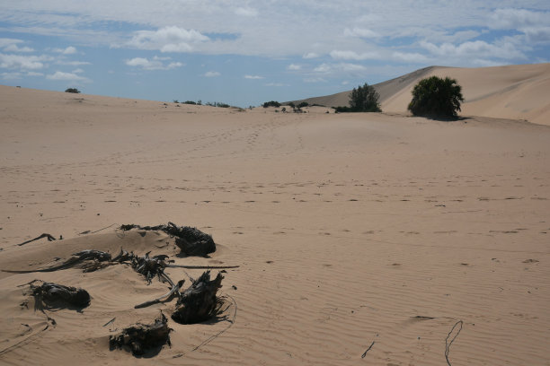 在巴祖鲁托的沙丘上，腐烂的树木就像死去的乌鸦图片下载