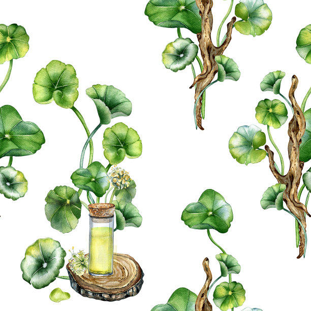 积雪草，木架上精油水彩无缝图案隔离于白色上。蒿草，草本植物在木枝上手绘。包装、背景、包装的设计元素图片下载