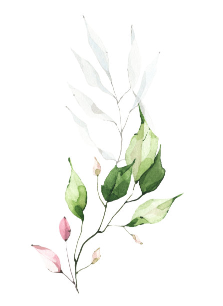 绿色植物安排水彩画。花束，绿枝，粉叶。图片下载
