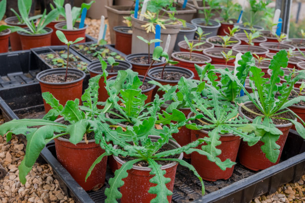 苗圃温室里的盆栽幼苗图片下载