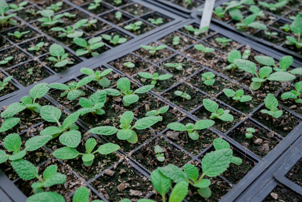 苗圃温室里的盆栽幼苗图片下载