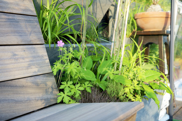 有绿色植物的绿色屋顶花园。绿色屋顶在阿纳姆市的可持续城市生活。城市绿化。Daktuin为绿色城市。Daktuin。图片下载