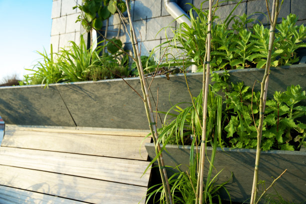 有绿色植物的绿色屋顶花园。绿色屋顶在阿纳姆市的可持续城市生活。城市绿化。Daktuin为绿色城市。Daktuin。图片下载