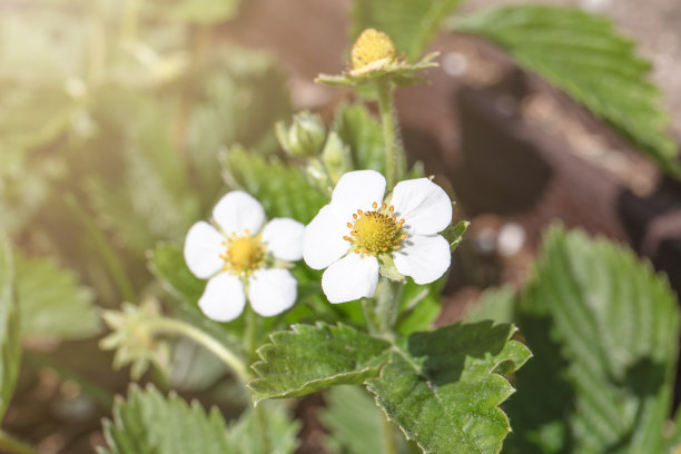阳光明媚的日子里，有机农场的草莓床图片下载