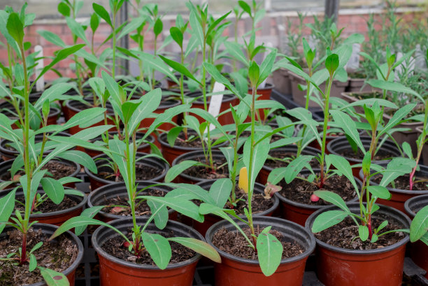 苗圃温室里的盆栽幼苗图片下载