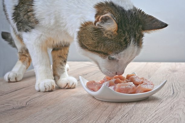 虎斑猫好奇地看着桌上装满肉的碗图片下载