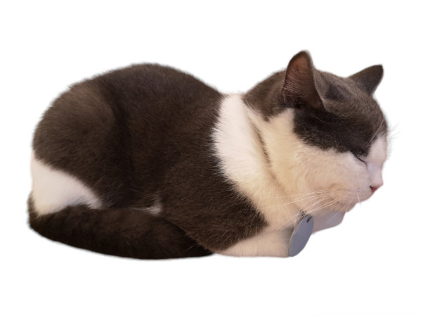 猫睡着了，蜷缩在白色的背景上。图片下载