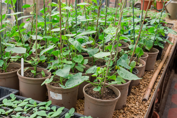苗圃温室里的盆栽幼苗图片下载
