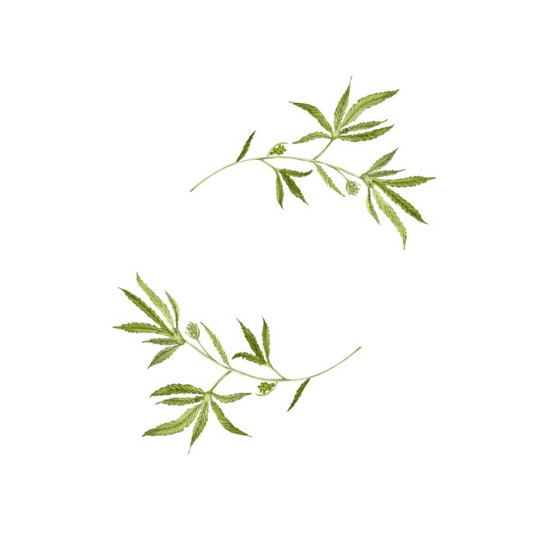 麻框架图片下载