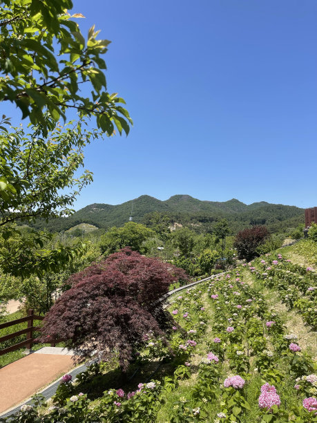 豪华花园花草树木。图片下载