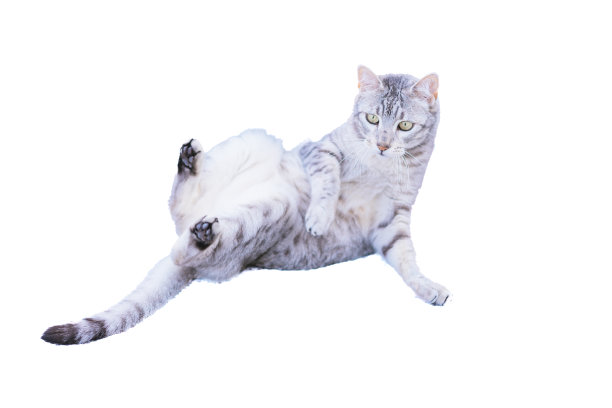 白色背景的埃及毛图片下载