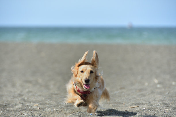 一只狗在沙滩上欢快地奔跑。图片下载