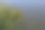 尖苔草-生长在古北陆生生态区的河流和湖泊边缘，在潮湿、碱性或微酸性的矿质土壤洼地的床上图片下载