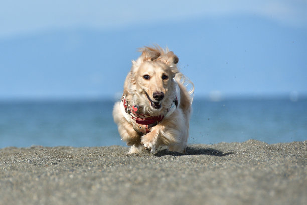 一只狗在沙滩上欢快地奔跑。图片下载