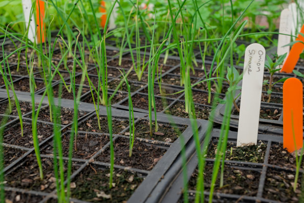苗圃温室里的盆栽幼苗图片下载