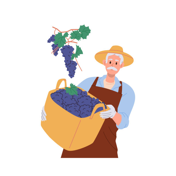 年迈的男性农民拿着成熟的葡萄枝，在白色背景上孤立的柳条筐里收获图片下载
