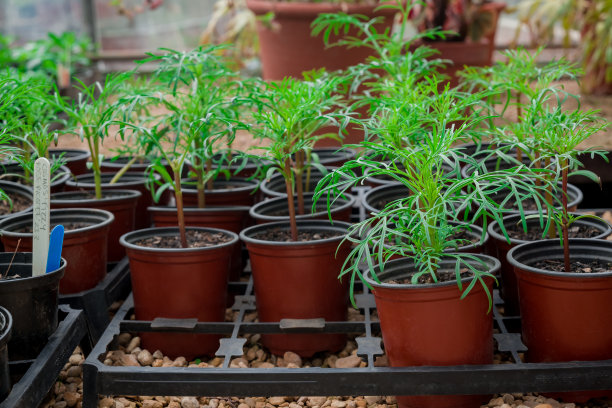 苗圃温室里的盆栽幼苗图片下载