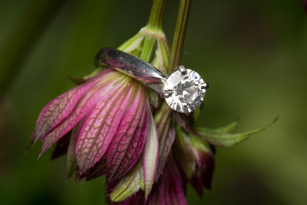 粉色花上的订婚戒指图片下载