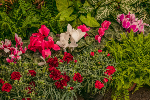 植物市场上五颜六色的花朵图片下载