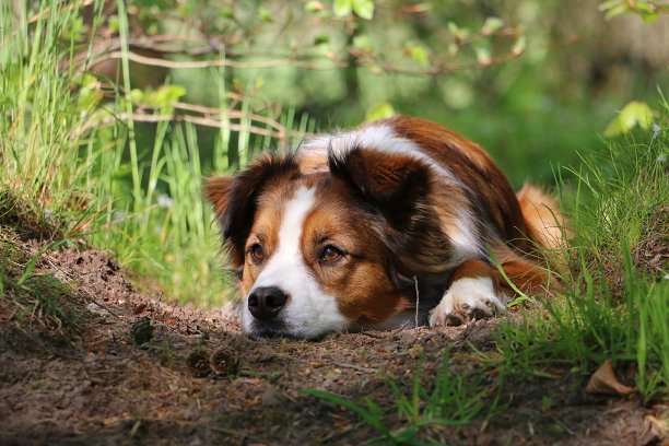 一只漂亮的棕白混血狗低着头躺在森林里的小沙山上图片下载
