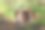 一只漂亮的棕白混血狗低着头躺在森林里的小沙山上图片下载