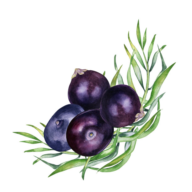 巴西莓和棕榈叶组成水彩插图孤立在白色背景。奇异的亚马逊小紫色浆果，热带水果手绘。用于包装、标签的设计元素图片下载