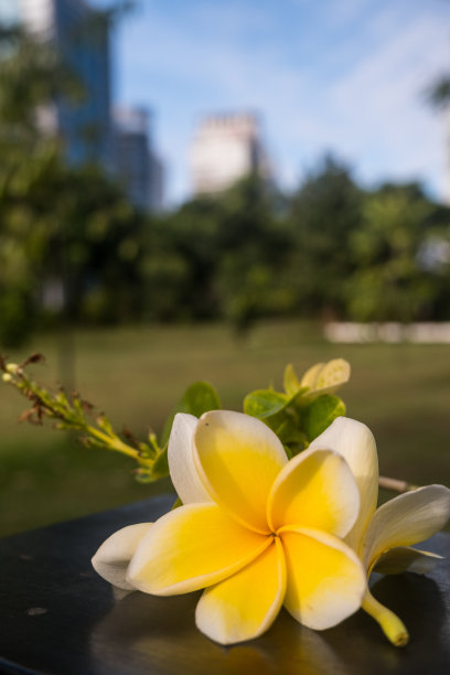美丽的桂花景观。特写照片。作为背景很好。文本空间图片下载