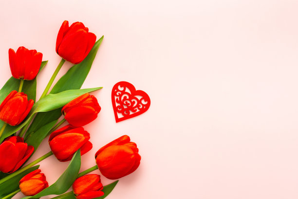 粉红色背景上的红色郁金香和红心图片下载