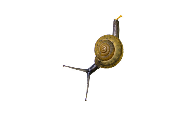 白色背景上的蜗牛图片下载