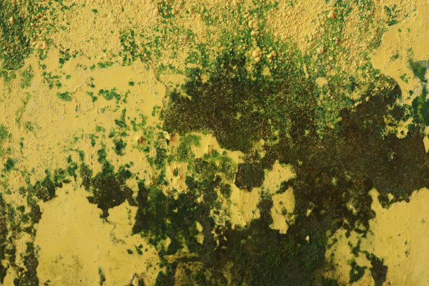 房子的墙壁被漆成青苔黄色图片下载