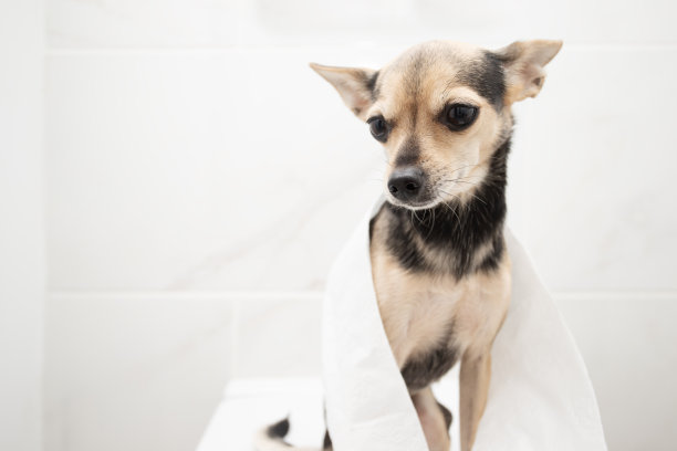 狗狗坐在马桶上，狗狗腹泻，便秘，消化不良，消化不良，内疚悲伤的狗狗在厕纸之间图片下载