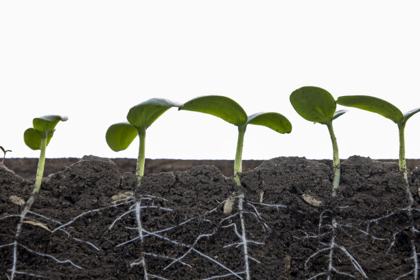 白色背景上有根的黄瓜幼芽图片下载