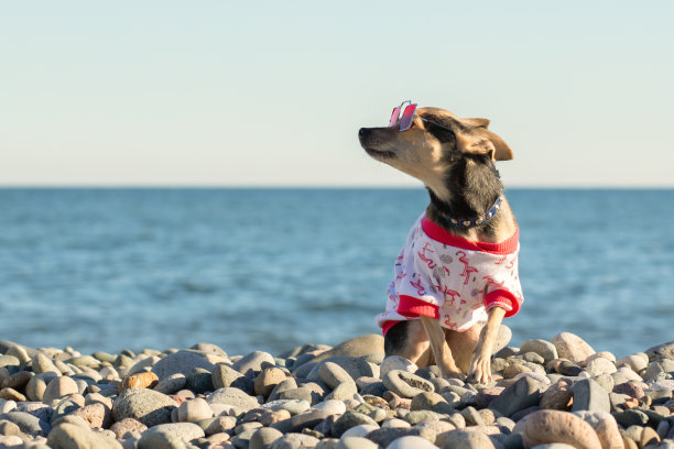 沙滩上的狗，可爱快乐的宠物戴着太阳镜和夏天的t恤坐在海边享受阳光，复制空间图片下载