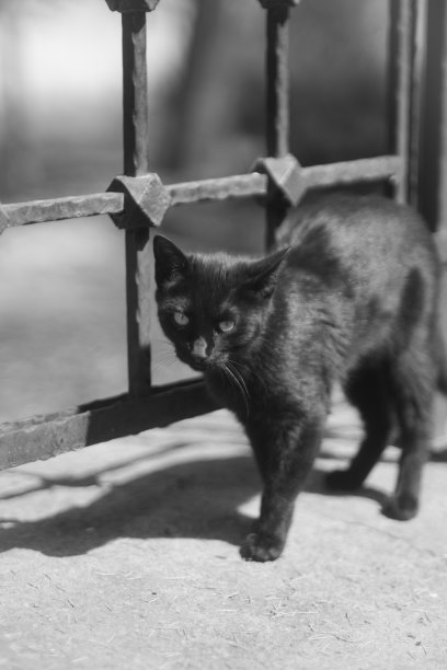 一只猫图片下载