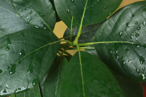 用绿叶做成的创意布局图片下载