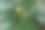 用绿叶做成的创意布局图片下载