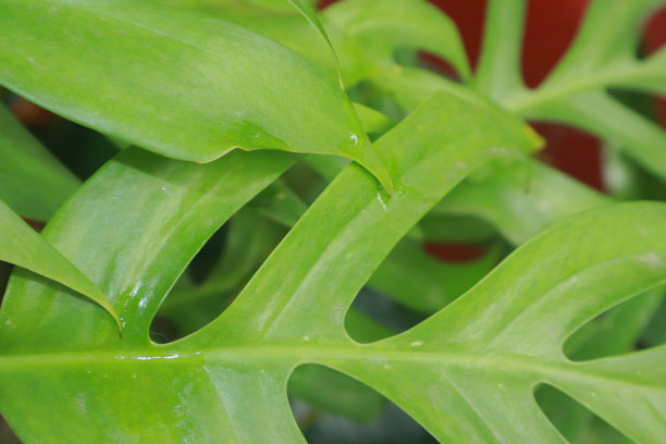 用绿叶做成的创意布局图片下载