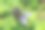 苗圃温室里的八角牛膝草——春夏季节图片下载