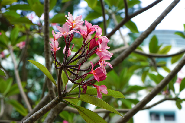 Plumeria Pudica图片下载