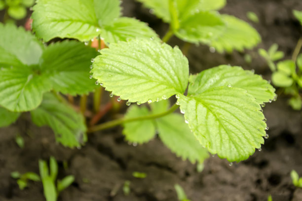 雨后的草莓。水滴在花园里草莓的叶子上闪闪发光。草莓叶子上有美丽的雨滴。图片下载