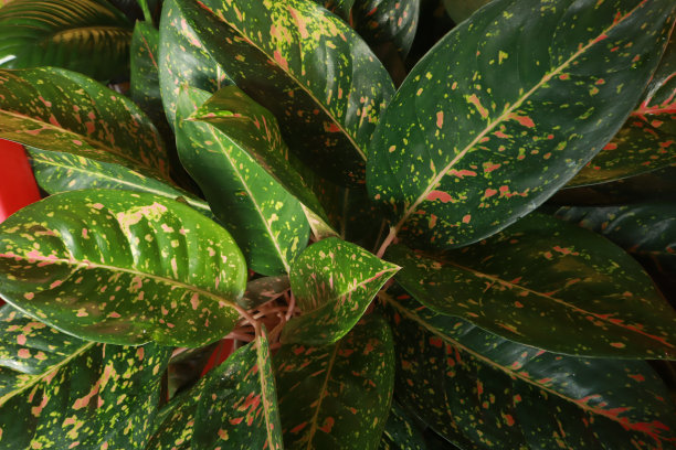 用绿叶做成的创意布局图片下载